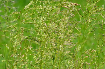 green grass background. Field. Stems of green grass close-up. Animal feed.