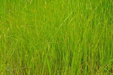 green grass background. meadow dense, young, tall and green grass. Field. animal feed.