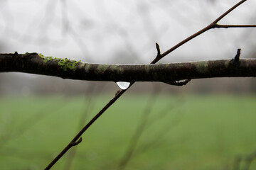 water droplets on a branch