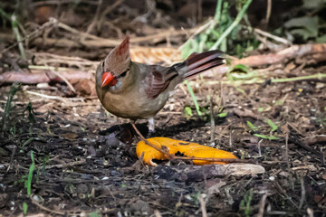 bird in the grass