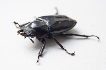 hornless female stag beetle. Lucanus cervus, the European stag beetle, is one of the best-known species of stag beetle family Lucanidae in Western Europe. Red List.