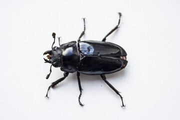 hornless female stag beetle. Lucanus cervus, the European stag beetle, is one of the best-known species of stag beetle family Lucanidae in Western Europe. Red List.