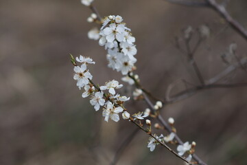 Obraz premium flowers in the snow