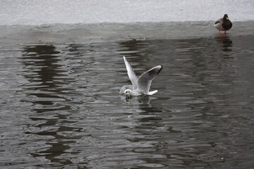 Seagulls in flight and landing on the water