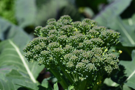 A green broccoli grows in the field and is ready to be harvested, with its florets and many leaves around it