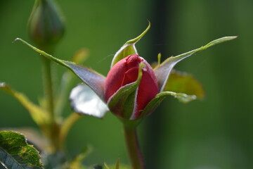 pink and white flower
