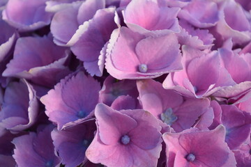 purple and yellow flower