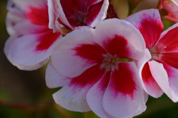 red and white flower