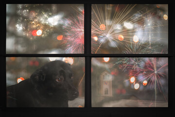 Sad puppy dog looks out the window and watching the fireworks