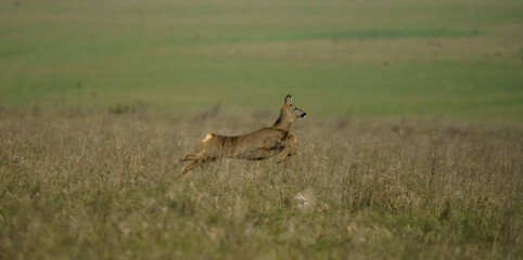 Wild Roe Deer (Capreolus capreolus) flee the camera, action shot 