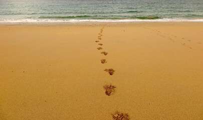 Mother Ivys Bay Cornwall UK