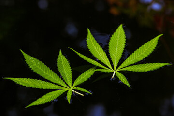 feuille de cannabis sur l'eau