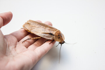 Archimandrita tesselata is one of the species of South American cockroaches of the genus Archimandrita of the family Blaberidae, also known as the Archimandrite Cockroach or Giant Forest Cockroach.