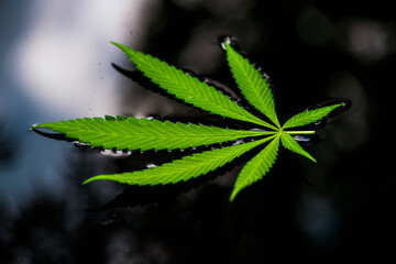 feuille de cannabis sur l'eau