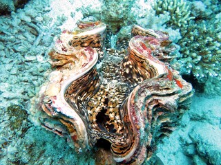 Clam shell on coral