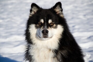 portrait of the young dog Finis Lapphound at snow looking straight to us