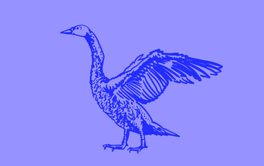 Fototapeta na wymiar Vector hand-drawn swan ,color illustration of pantone tone,trend2022