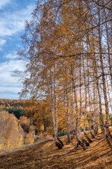 On the hillside, there are birches with yellow, autumn foliage and curved trunks.