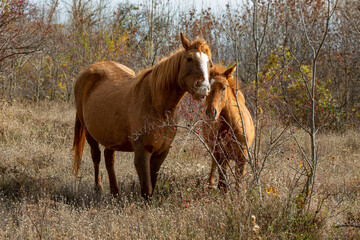 Horse and her foal  are eating ripe red fruits of rose hip on the autumn wild pasture. Natural food...