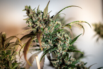 Nice Cannabis plants in macro shot with nice trichomes in flowering state. 