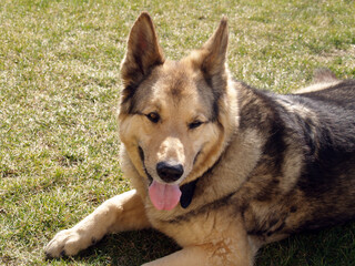 German Shepherd Dog - always faithful and devoted