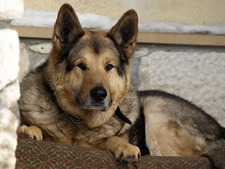 German Shepherd Dog - always faithful and devoted