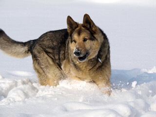 Fototapeta na wymiar German Shepherd Dog - always faithful and devoted