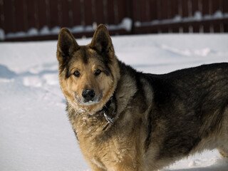 German Shepherd Dog - always faithful and devoted