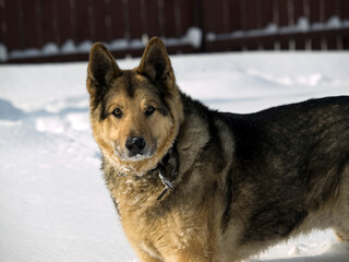 German Shepherd Dog - always faithful and devoted