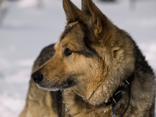 German Shepherd Dog - always faithful and devoted