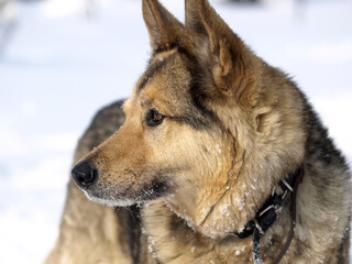 German Shepherd Dog - always faithful and devoted
