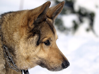 German Shepherd Dog - always faithful and devoted