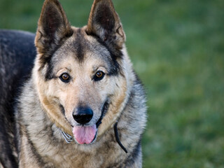 German Shepherd Dog - always faithful and devoted