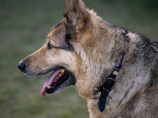 German Shepherd Dog - always faithful and devoted
