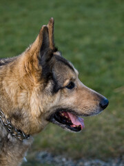 Naklejka na ściany i meble German Shepherd Dog - always faithful and devoted
