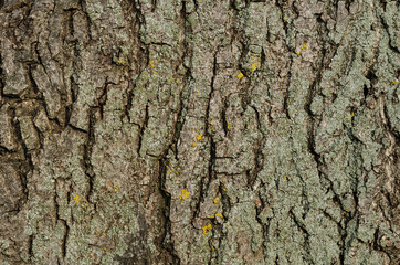 Birch bark tree texture natural background close-up