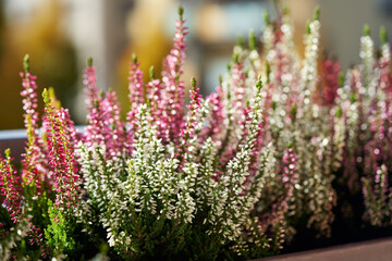 Obraz premium Close up of blooming heather or Calluna vulgaris plant outdoors in autumn