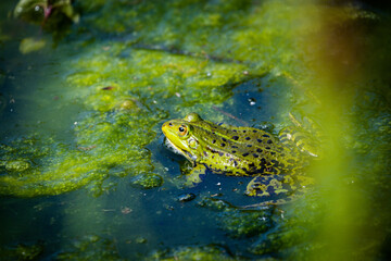 one pond frogs during the spawning season