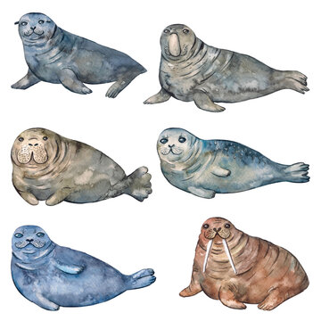 North marine mammals walrus, seal, fur seal, sea elephant, manatee watercolor painting.