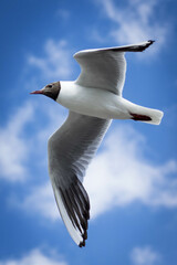 Möwe mit Himmelshintergrund