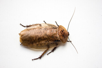 Archimandrita tesselata is one of the species of South American cockroaches of the genus...