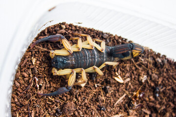 Centruroides bicolor is a species of bark scorpion from Central America. Its specific name bicolor...