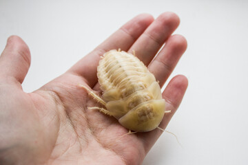Archimandrita tesselata is one of the species of South American cockroaches of the genus Archimandrita of the family Blaberidae. White after molting.