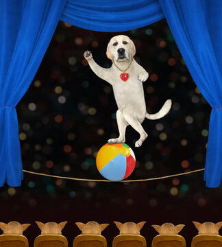 A dog labrador tightrope walker in sunglasses is on a ball in a circus.