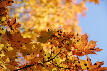 Yellow autumn leaves and branches against a blue sky. Bright golden oak leaves in autumn, space for copying. Autumn background of nature. I look up.