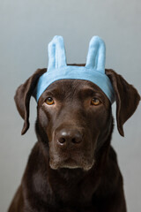 a chocolate labrador retriever dog sits on a light background in a green bandana or pink crown, blue bunny ears made of blue fabric for a Halloween or Christmas outfit. a beautiful domestic retriever