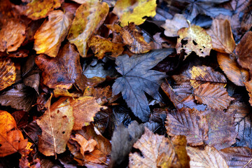 Close up autumn fallen colorful yellow, orange and brown leaves on the ground. Walk in the forest atmosphere deciduous compost enrich the soil