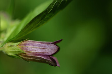 Close-up of the purple blossom of a deadly nightshade (Atropa belladonna) growing on a bush against a green background with space for text - obrazy, fototapety, plakaty