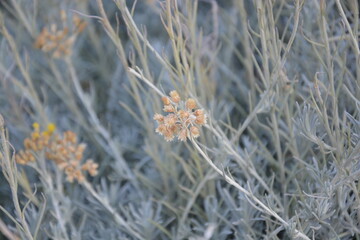 Kwiat - flower