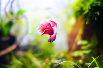 Pink and white fish with a beautiful tail ,Siamese fighting fish , betta , Betta fish ,betta tails...